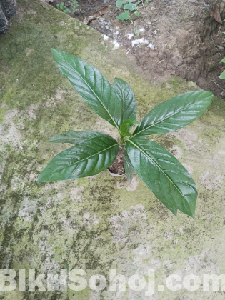 ননী ফলের চারা